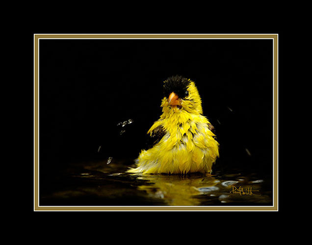 Goldfinch Taking a Bath